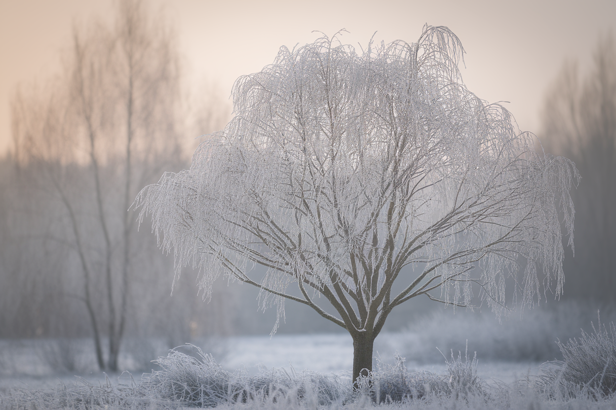 arbre-judas-neige-givre